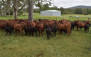 73  Santa Gertrudis Cows & Calves