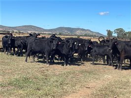 30  Angus Cows & Calves