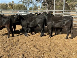 10  Brangus Heifers