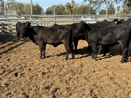 10  Brangus Heifers