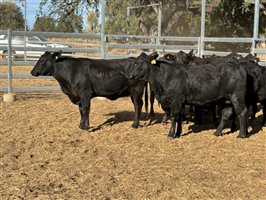 10  Brangus Heifers