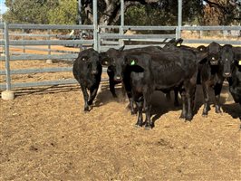 10  Brangus Heifers