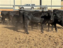 10  Brangus Heifers