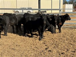 10  Brangus Heifers