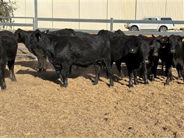 10  Brangus Heifers