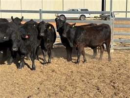 10  Brangus Heifers