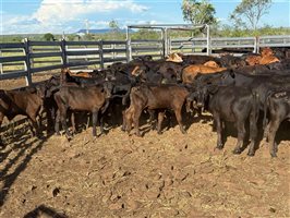 180  Brangus X Droughtmaster Cows & Calves