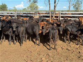 180  Brangus X Droughtmaster Cows & Calves