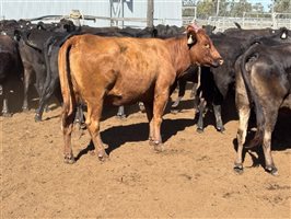 162  Wagyu Cows