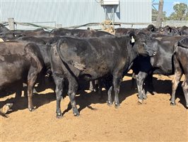 162  Wagyu Cows