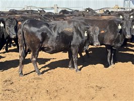 162  Wagyu Cows