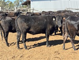162  Wagyu Cows