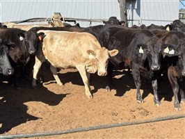 162  Wagyu Cows