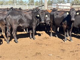 162  Wagyu Cows