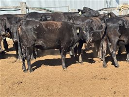 162  Wagyu Cows