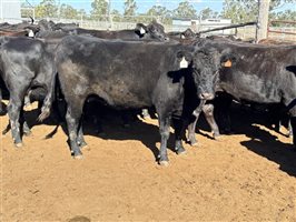 162  Wagyu Cows