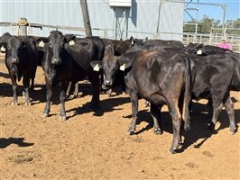 162  Wagyu Cows