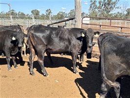 162  Wagyu Cows