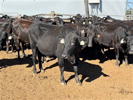 162  Wagyu Cows