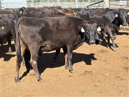 162  Wagyu Cows
