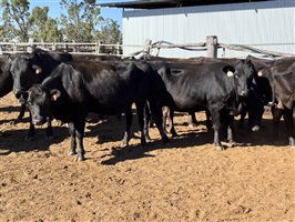 162  Wagyu Cows