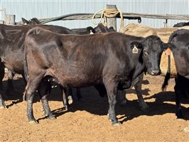 162  Wagyu Cows