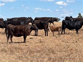 105  Wagyu Cows & Calves