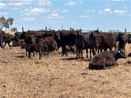 105  Wagyu Cows & Calves