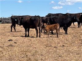 105  Wagyu Cows & Calves