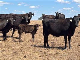 105  Wagyu Cows & Calves