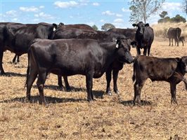 105  Wagyu Cows & Calves