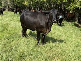 16  Brangus Heifers