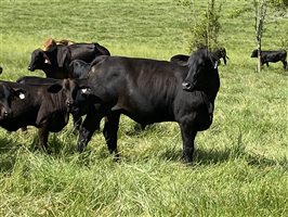 16  Brangus Heifers