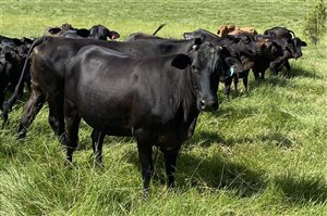 16  Brangus Heifers