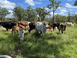 500  Brahman Cows & Calves