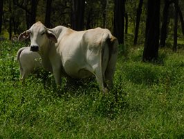 500  Brahman Cows & Calves