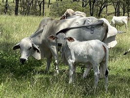 500  Brahman Cows & Calves