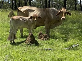 500  Brahman Cows & Calves