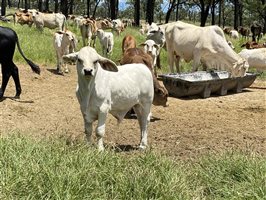 500  Brahman Cows & Calves