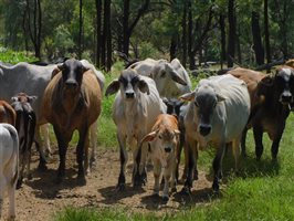 500  Brahman Cows & Calves