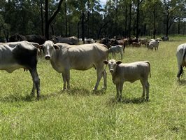 500  Brahman Cows & Calves