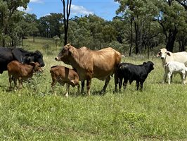 500  Brahman Cows & Calves