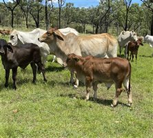 500  Brahman Cows & Calves