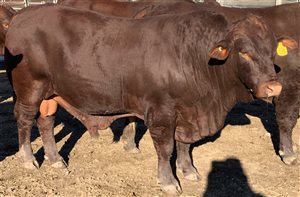 10  Santa Gertrudis Bulls