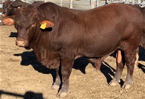 10  Santa Gertrudis Bulls