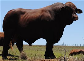 10  Santa Gertrudis Bulls