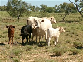 400  Brahman X Composite
 Cows & Calves