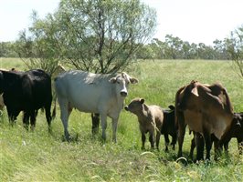 400  Brahman X Composite
 Cows & Calves