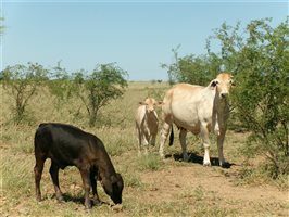 400  Brahman X Composite
 Cows & Calves