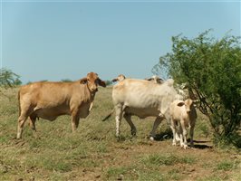 400  Brahman X Composite
 Cows & Calves